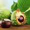 Horse Chestnut Extract